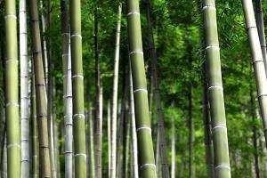 Bamboe Vloer Voordelen - AL Vloeren Venlo - Voordelen Bamboe Vloeren